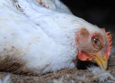 آنفلوآنزای پرندگان؛ تهدیدی نو برای فراوری و قیمت گوشت مرغ