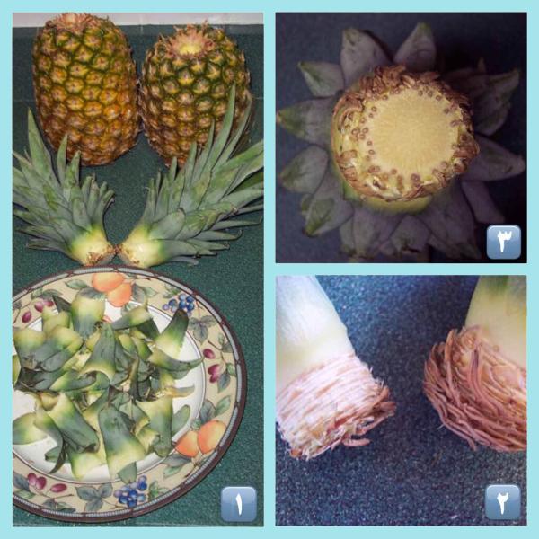 ترفند کاشت و پرورش آناناس در خانه