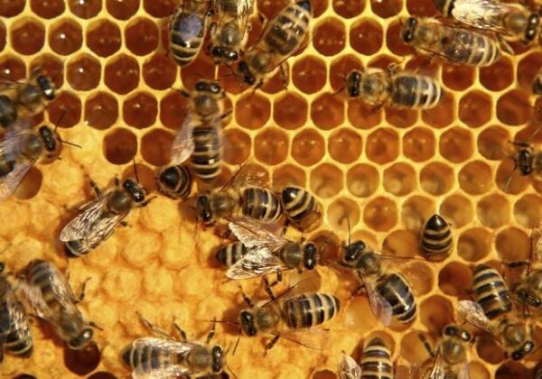 زهر زنبور از طریق نانو ذرات تبدیل به آنتی بیوتیک می گردد